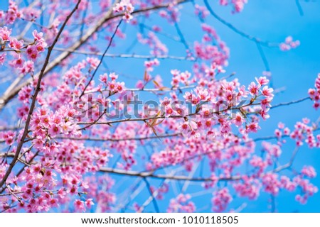 Beautiful cherry blossom sakura  (Prunus Cesacoides) in spring time over blue sky