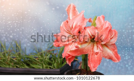 Amaryllis flower(Lady Jane Amaryllis Double Flower)and Rain drops