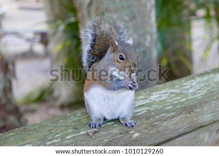 Close up of a squirrel on a deck railing, eating food