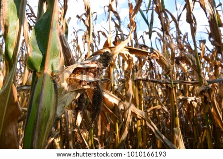 Corn Plant Background