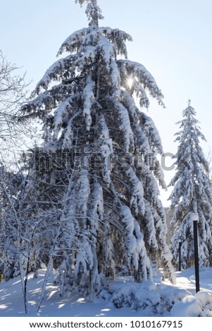 Photo of two big Christmas trees covered with snow on a winter sunny day
