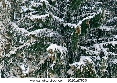 Photo Winter etude dense fir trees covered in snow with a background of green branches employees