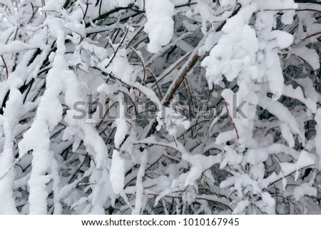 Photo of a winter landscape with trees. Snow-covered trees, branches and land with high snowdrifts