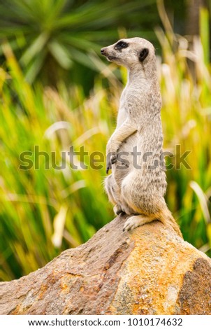 Meerkat on guard on a rock
