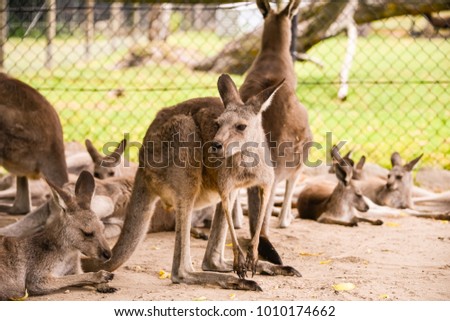 Kangaroos resting in the shade