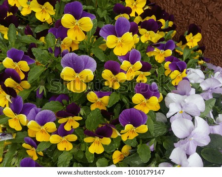 flower yellow purple pansy