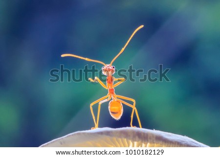 Ants or Oecoephylla smaradgina