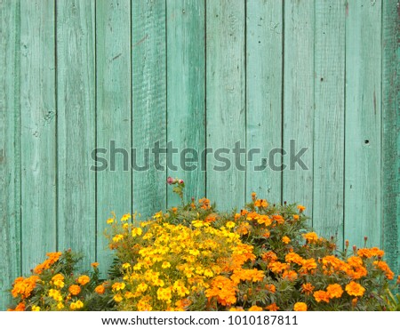 a flowerbed with yellow and orange flowers against a pale green wooden fence
