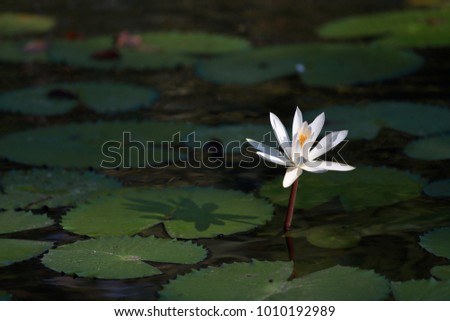 White lotus blooming in lotus pond