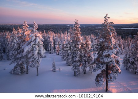 Winter Lapland and snowy trees at sunset