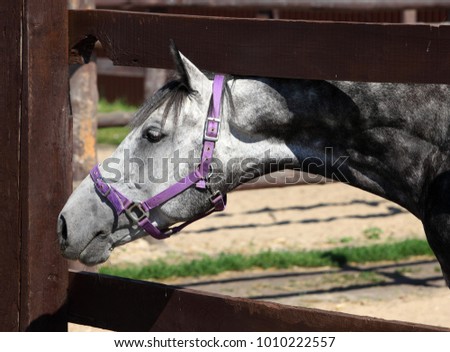 Thoroughbred bay horse against corral wooden fence background 