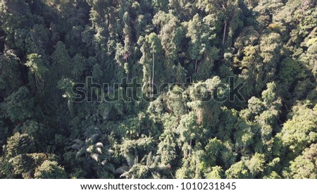 Rainforest jungle aerial photo