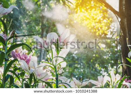 Beautiful white lily flower in botanic garden floral decoration