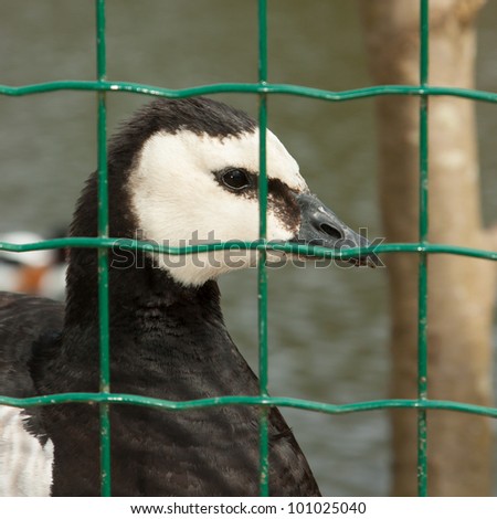 A close-up of a barnacle goose in captivity (Holland)