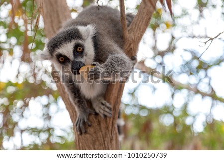 Lemur. Nice photo of a ring-tailed lemur of Madagascar eating piece of apple fruit.