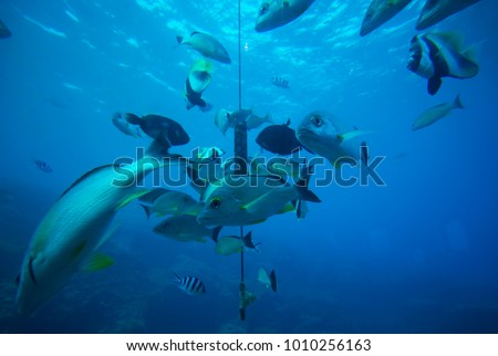 
Tropical fish eating food from the window of the aquarium. Guam. Royalty-Free Stock Photo #1010256163