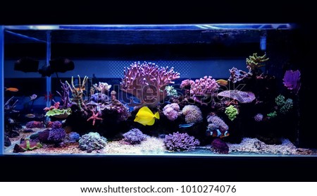 Coral reef aquarium tank scene Royalty-Free Stock Photo #1010274076
