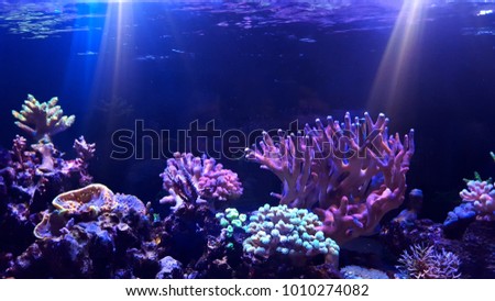 Coral reef aquarium tank scene Royalty-Free Stock Photo #1010274082
