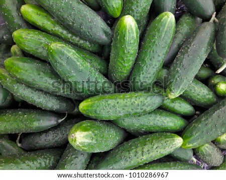 many green cucumbers