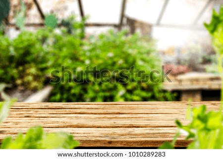 Desk of free space and blurred background of spring leaves and plants. 