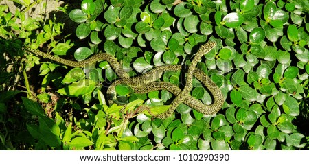 Green snake on tree
