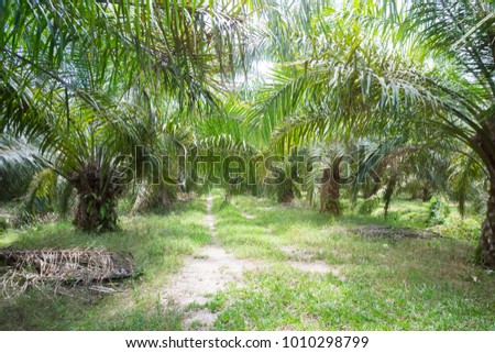 Road in the oil palm plantation