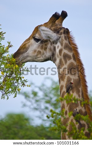Giraffe eating while birds eat the ticks on him