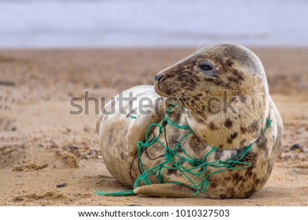 An Atlantic Grey Seal, tragically caught in the remains of a fishing net, rests on Horsey Beach in Norfolk England. These  pictures were used to alert animal welfare services to the seal's plight.