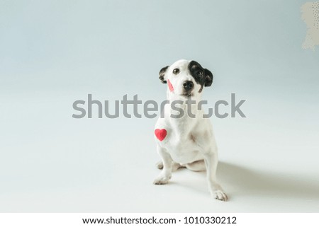 cute jack russell terrier dog in red hearts, on white