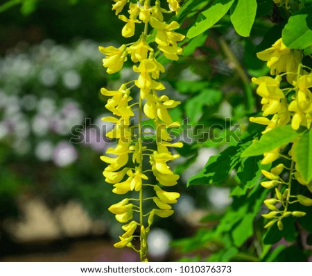 Cassia fistula (Golden shower) flowers blooming at garden in spring time.