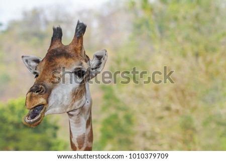 Funny giraffe on clear background with plenty of copy space : Select focus