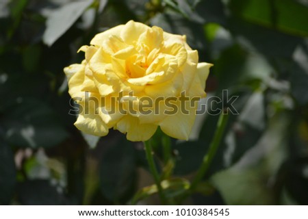 this is a picture of yellow flower