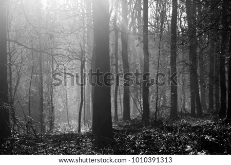 Foggy winter forest black and white photography