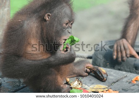 Close up of orangutan, selective focus.

