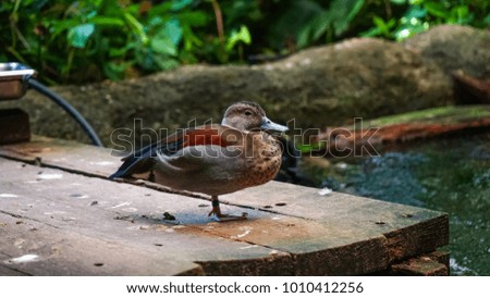 A red feathered, tropical sitting duck resting on a wooden plank by the water.