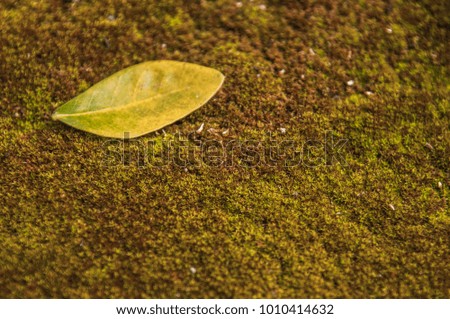 Close-up image of green leaves placed on moss.