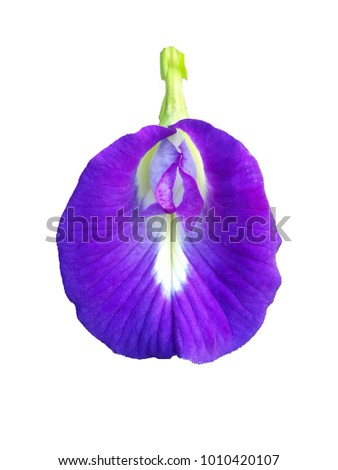 Close up butterfly pea, blue-pea, Aprajita, Cordofan pea or Asian pigeonwings, flowers blossom isolated on white background.