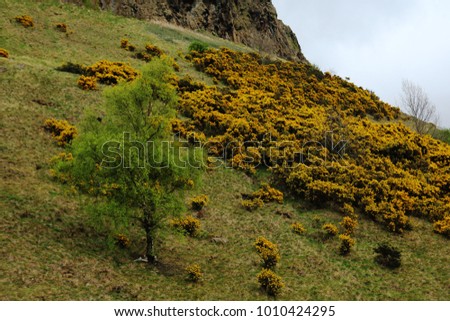 Scottish highlands green tree and yellow bushes hill Edinburgh