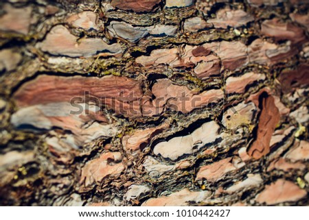 close-up of an pine tree's bark