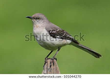 Northern Mockingbird (Mimus polyglottos) on a fence with a green background