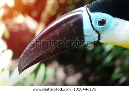 Channel-billed toucan (Ramphastos vitellinus) on the branch. selective focus.