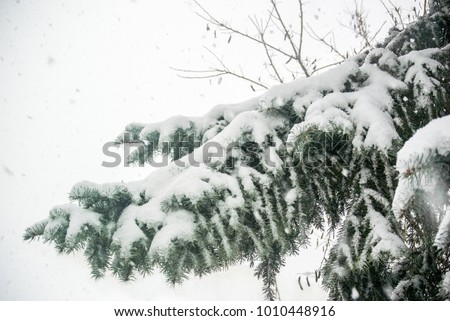 Picture of the Fir-tree branch in the snow