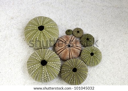 sea urchins on the beach