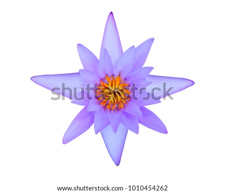purple lotus flower (Tropical Water-Lilly) isolated on white background. with clipping path