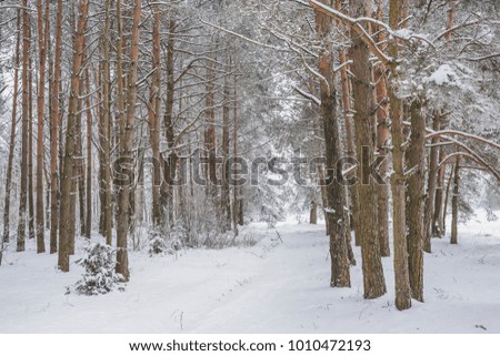 Beautiful winter landscape with big snow in the Pine Forest. Nature in the vicinity of Pruzhany, Brest region.