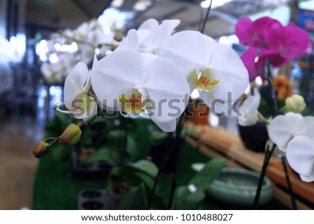 White Color Orchid Thailand 