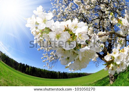 Spring blossoms,cherry tree flower
