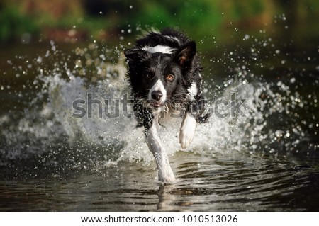 Border collie running in the water Royalty-Free Stock Photo #1010513026