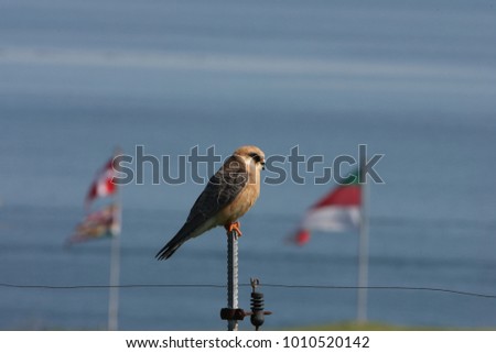 Red-footed falcon Helgoland Germany