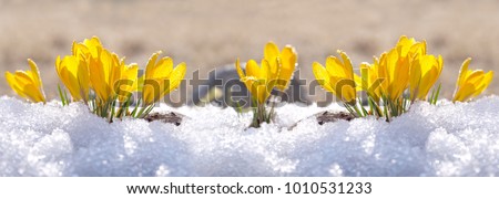 Crocuses yellow grow in the garden under the snow on a spring sunny day. Panorama with beautiful primroses on a brilliant sparkling background. Royalty-Free Stock Photo #1010531233